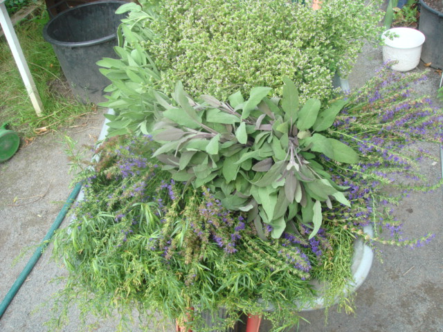 Eine Schubkarre voll Kräuter